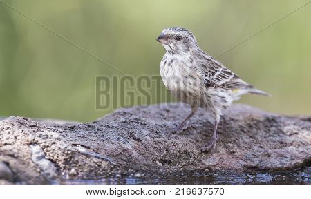 Black Throated Canary female sitting on a rock in the shade