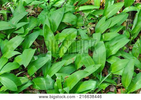 Wild garlic ramson or bear garlic growing in forest in spring. Ramson field under a mountain