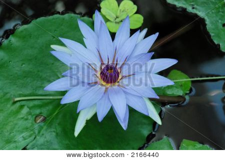 Lirio de agua