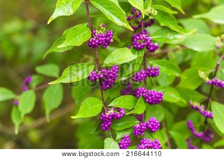 beautiful violet beautiberry fruits in the garden
