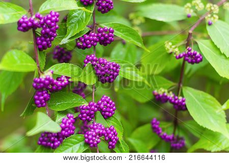 beautiful violet beautiberry fruits in the garden