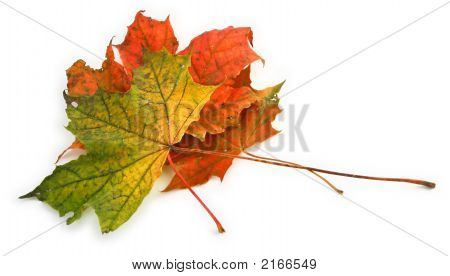 Mehrfarbige Maple Leaves