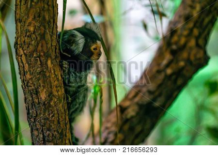 Common marmoset or Callithrix jacchus is a New World small monkey