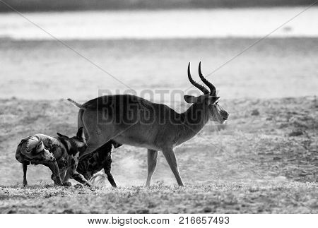 Vicious attack of African Wild Dogs on a puku in South Luangwa National Park Zambia Southern Africa.