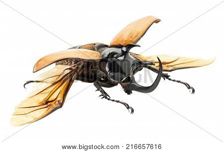 Eupatorus gracilicornis beetle in the act of spread wing isolated on white background with clipping path
