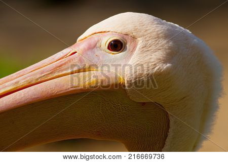 Portrait of a large pelican closeup. Shot made in Reservation of Askania Nova Ukraine