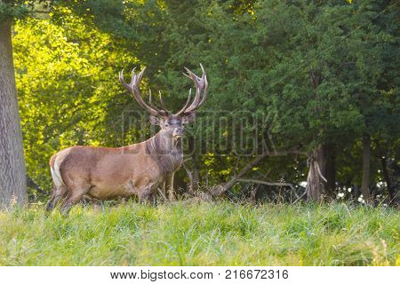 deers in Dyrehave forest north of Copenhagen