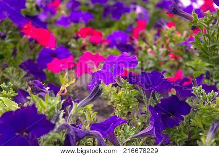 Glorious morning glory bushes at the garden