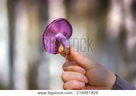 Macro of Purple Mushroom Gills and Orange Leaf: Cortinarius violaceus in hands