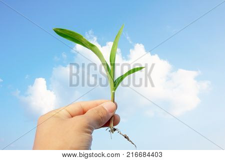 Raise young corn in handOn the backdrop is a sky with clouds in the sky.