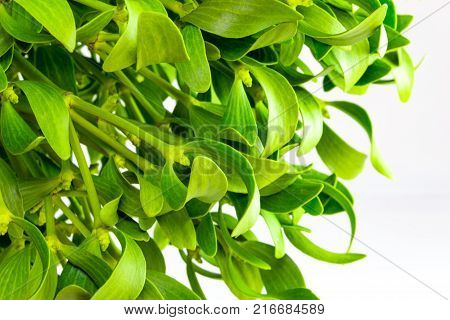 Green Mistletoe Close Up. Nature Background. Christmas Concept