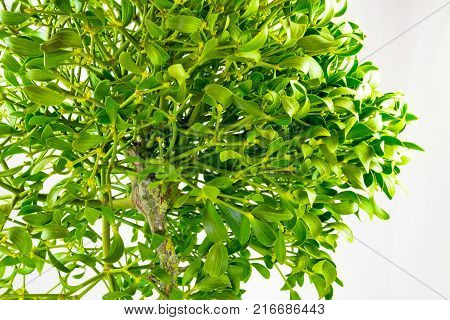 Green Mistletoe Close Up. Nature Background. Christmas Concept
