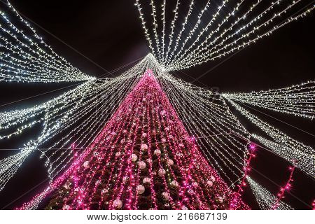 Vilnius, Lithuania: Christmas tree in Cathedral Square at night