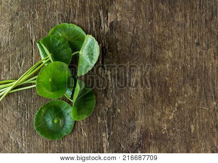 Centella asiatica on old wooden floor.Centella asiatica on old wooden floor.