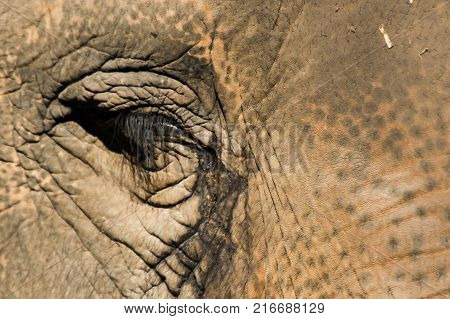 tear stains on an elphants face close up