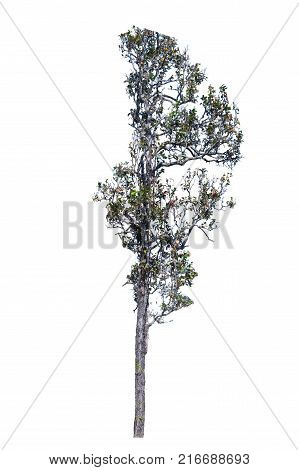 Tree isolated backgroundIron wood tree is deciduous isolated on white background (Pyinkado).