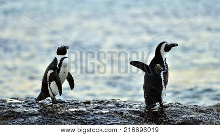 African Penguins (spheniscus Demersus) Go Ashore From The Ocean At Evening Twilight. African Penguin