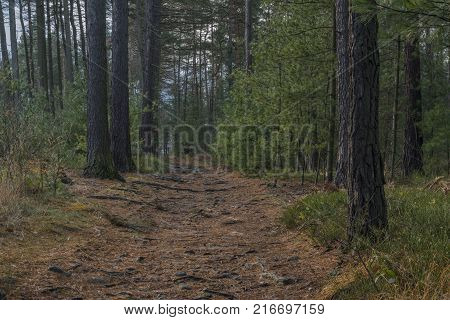 Path near Bynovec village in national park in autumn afternoon