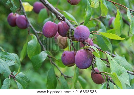 Plum purple with green leaves growing in the garden. Plum. Plum on branch. Plum ripe