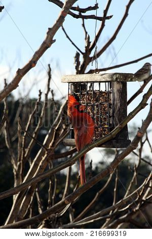 Cardinal sitting on the bare branch of a tree in the winter