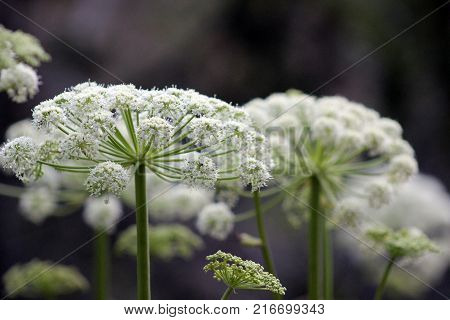 Foreground in focus on white flowering shrubs