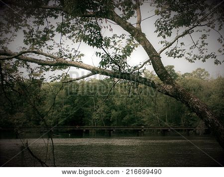 Trees on a lake with a wooden bridge in the background