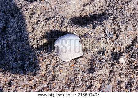 Single seashell spotlighted with beach sand background