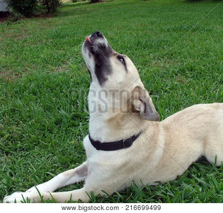 Dog laying in grass with the tip of her tongue sticking out