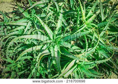 Aloe vera close up. Wild aloe vera plant in field. Green medicinal plant.