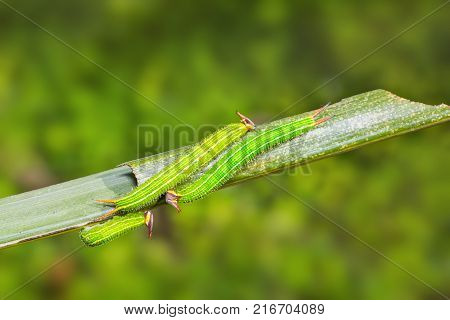 Common Palmfly (elymnias Hypermnestra) Caterpillars