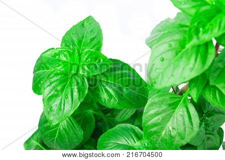 Fresh green Basil herb leaves isolated on white background. Basilicum plant concept. Copy space.