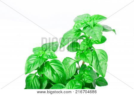 Fresh green Basil herb leaves isolated on white background. Basilicum plant concept. Copy space.