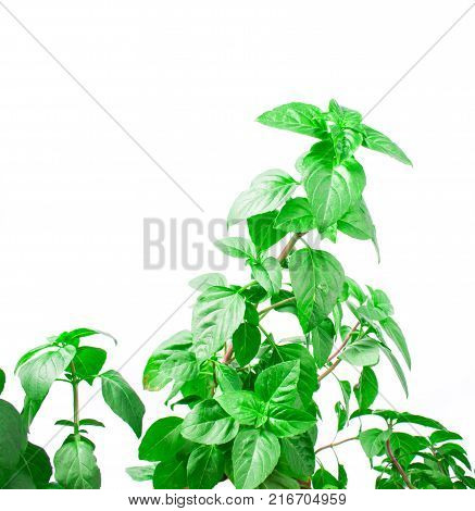 Fresh green Basil herb leaves isolated on white background. Basilicum plant concept. Copy space.