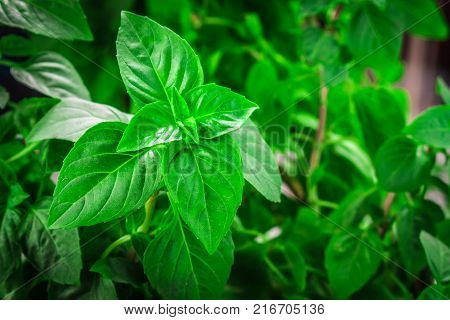 Fresh green Basil herb leaves isolated on white background. Basilicum plant concept. Copy space.