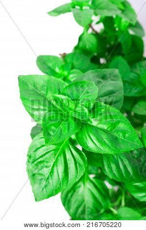 Fresh green Basil herb leaves isolated on white background. Basilicum plant concept. Copy space.