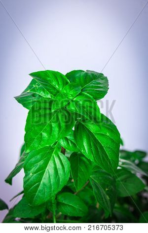 Fresh green Basil herb leaves isolated on white background. Basilicum plant concept. Copy space.