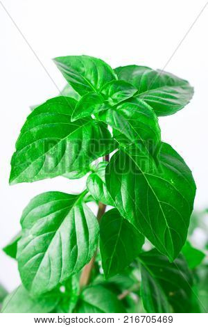 Fresh green Basil herb leaves isolated on white background. Basilicum plant concept. Copy space.