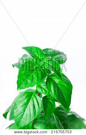 Fresh green Basil herb leaves isolated on white background. Basilicum plant concept. Copy space.