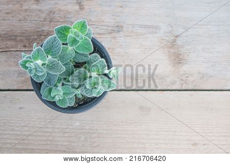 Fresh green Basil herb leaves isolated on white background. Basilicum plant concept. Copy space.