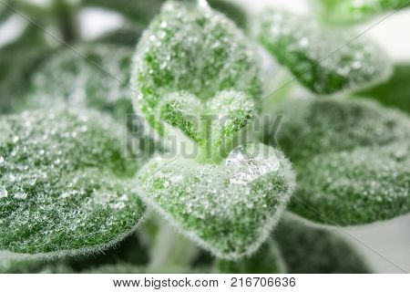 Fresh green Basil herb leaves isolated on white background. Basilicum plant concept. Copy space.