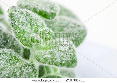 Fresh green Basil herb leaves isolated on white background. Basilicum plant concept. Copy space.