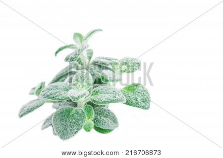 Fresh green Basil herb leaves isolated on white background. Basilicum plant concept. Copy space.