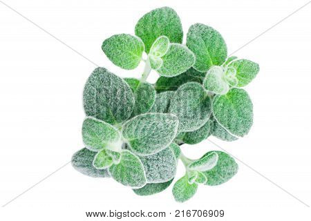 Fresh green Basil herb leaves isolated on white background. Basilicum plant concept. Copy space.