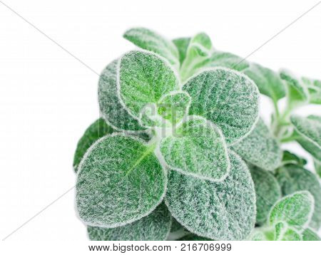 Fresh green Basil herb leaves isolated on white background. Basilicum plant concept. Copy space.