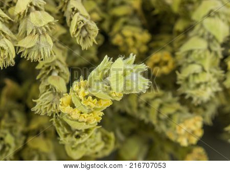 Fresh green Basil herb leaves isolated on white background. Basilicum plant concept. Copy space.