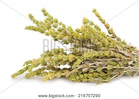 Fresh green Basil herb leaves isolated on white background. Basilicum plant concept. Copy space.