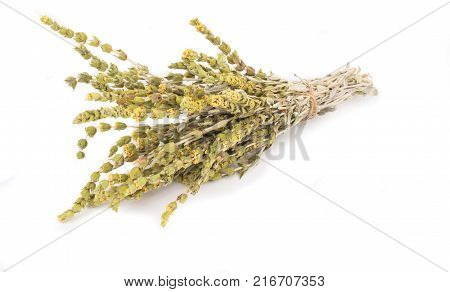 Fresh green Basil herb leaves isolated on white background. Basilicum plant concept. Copy space.