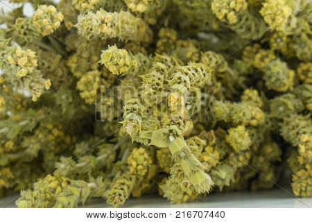 Fresh green Basil herb leaves isolated on white background. Basilicum plant concept. Copy space.