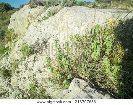 Fresh green Basil herb leaves isolated on white background. Basilicum plant concept. Copy space.