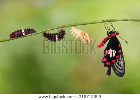 Common Rose (pachliopta Aristolochiae) Butterfly Life Cycle